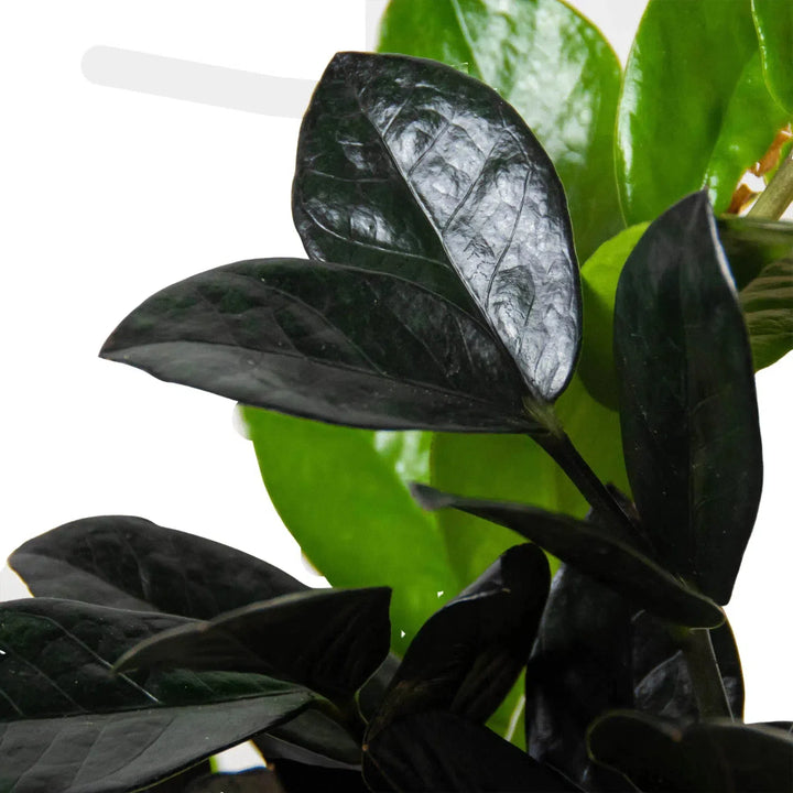 ZZ Zamioculcas 'Black Queen'-Indoor Plants-American Plant Supply