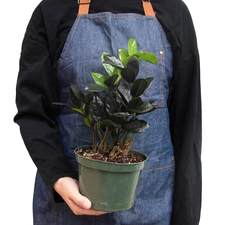 ZZ Zamioculcas 'Black Queen'-Indoor Plants-American Plant Supply