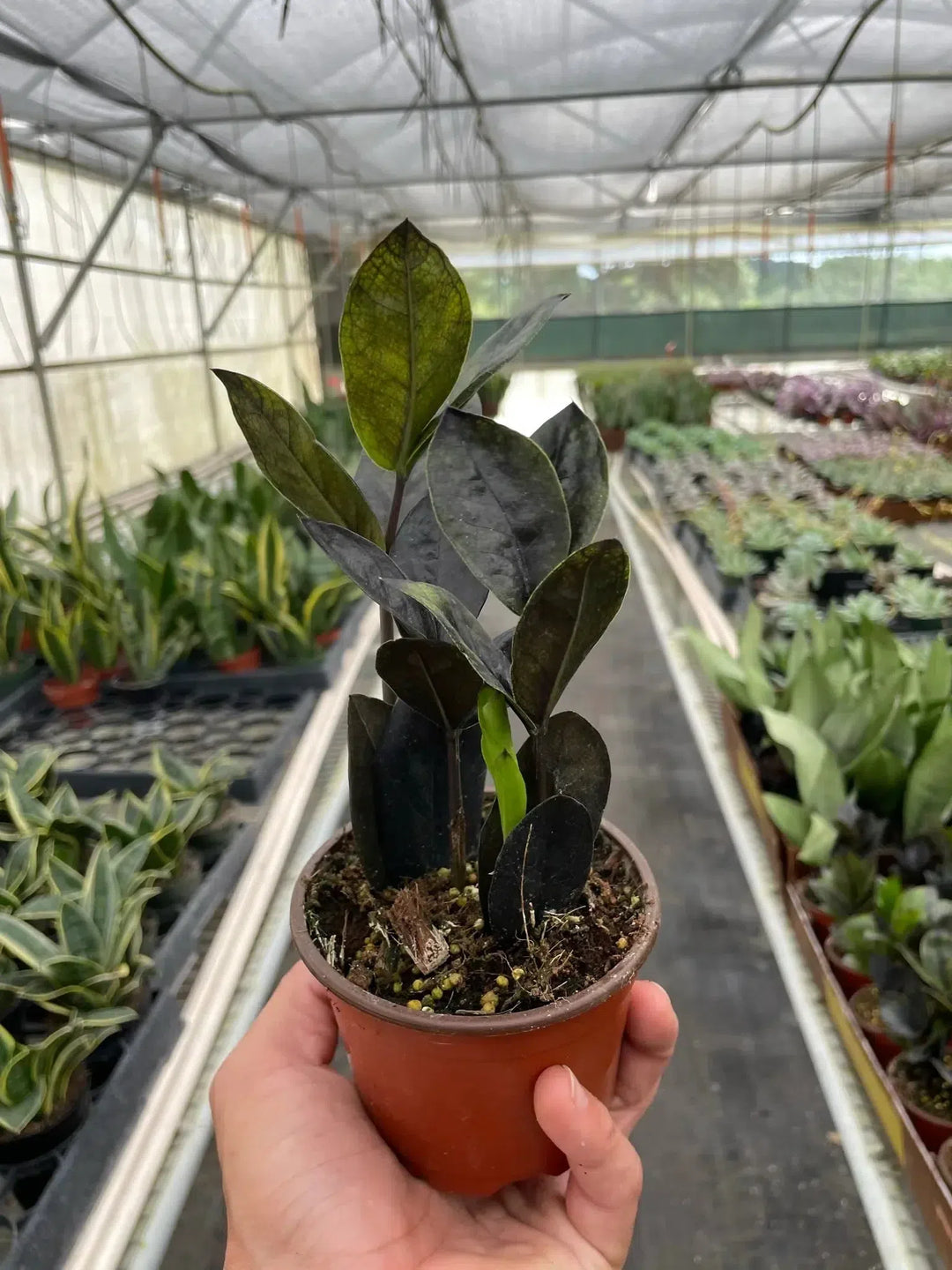 ZZ Zamioculcas 'Black Queen'-Indoor Plants-American Plant Supply