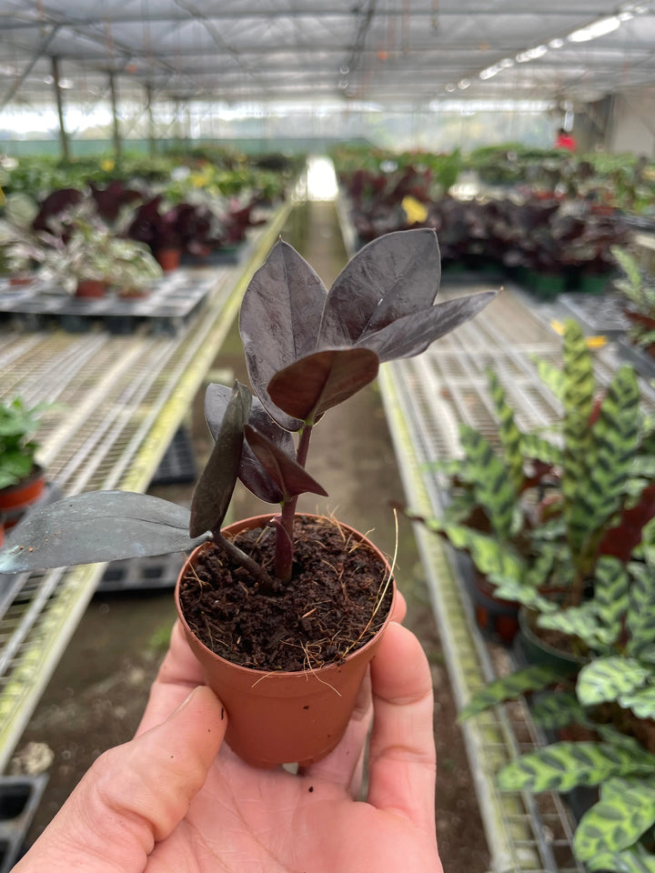 ZZ Zamioculcas 'Black Queen'-Indoor Plants-American Plant Supply