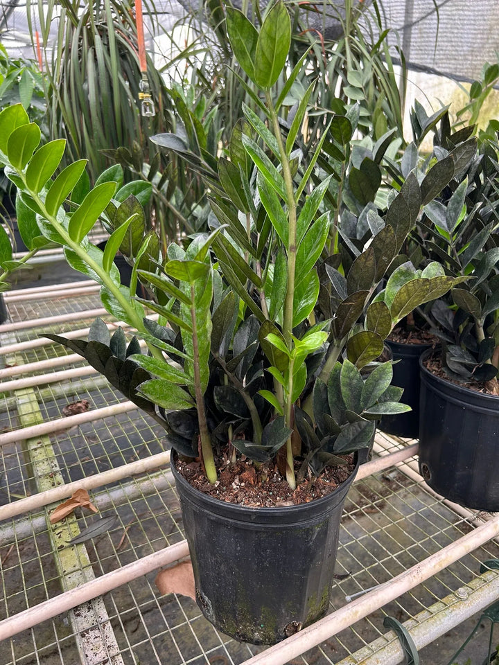 ZZ Zamioculcas 'Black Queen'-Indoor Plants-American Plant Supply