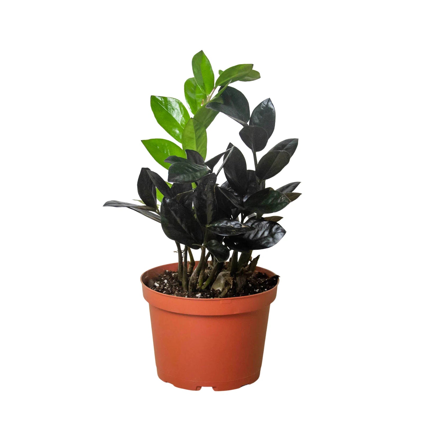 ZZ Zamioculcas 'Black Queen'-Indoor Plants-American Plant Supply