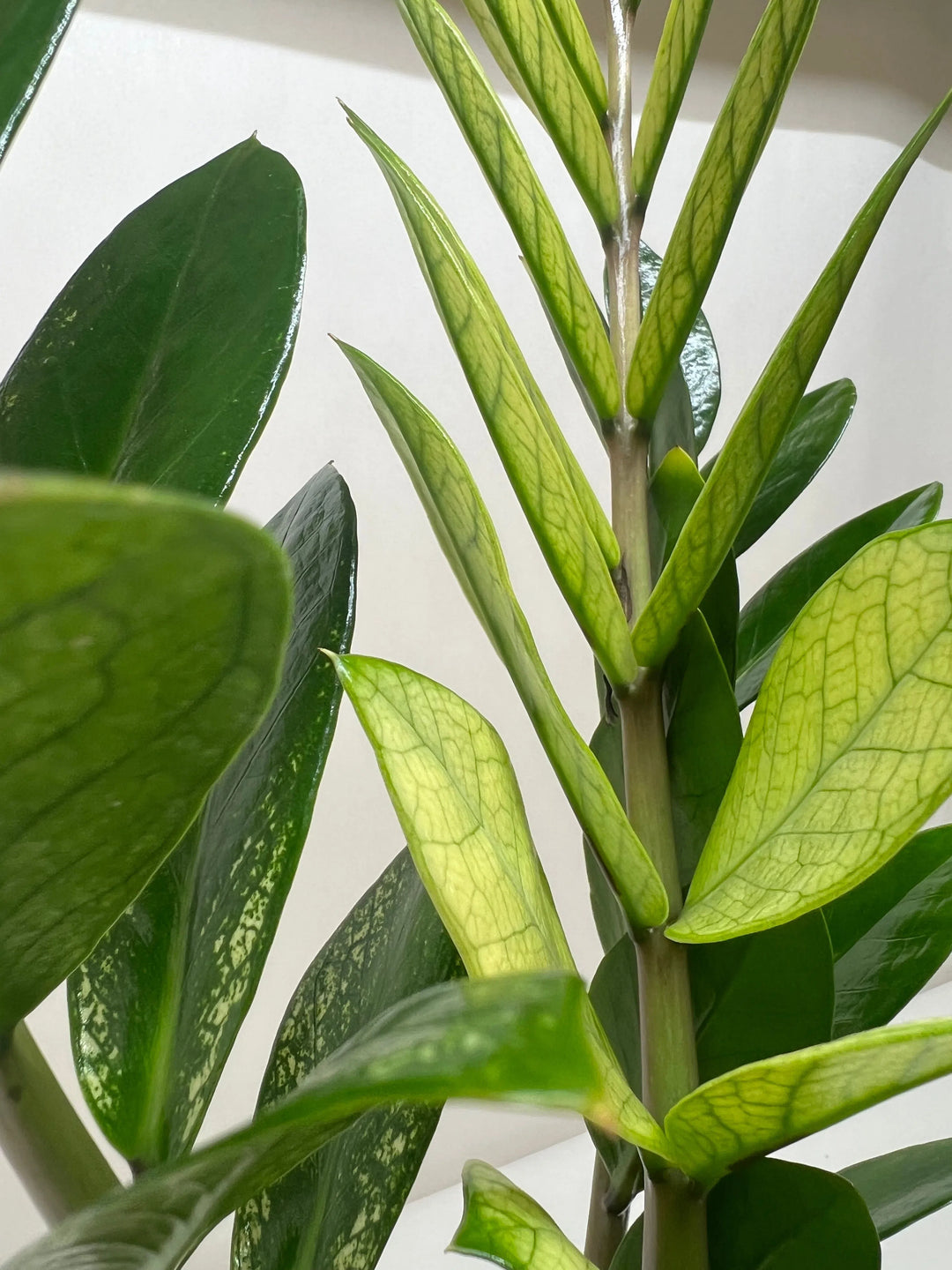 Zamioculcas 'Chameleon'-American Plant Supply