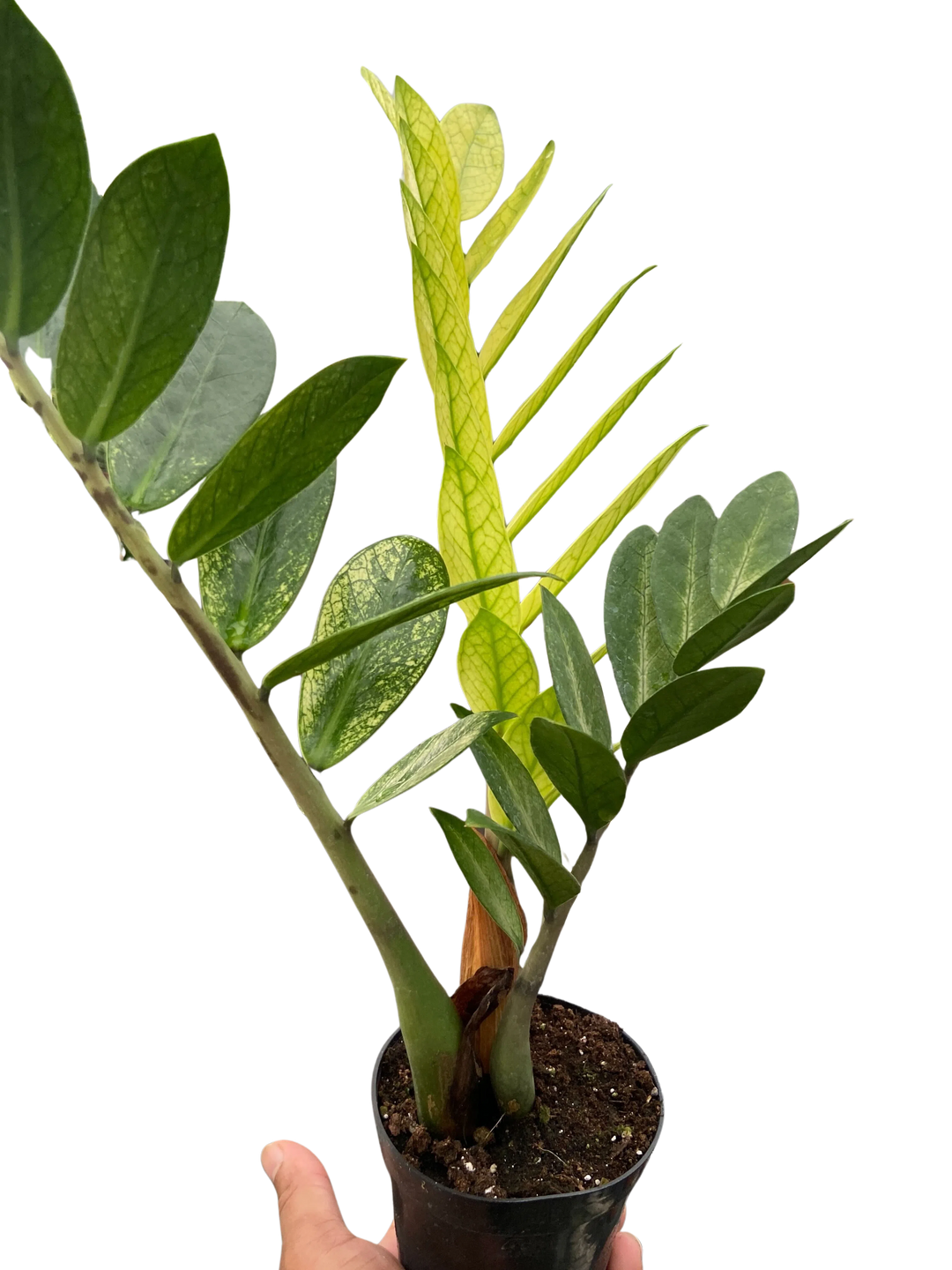 Zamioculcas 'Chameleon'-American Plant Supply