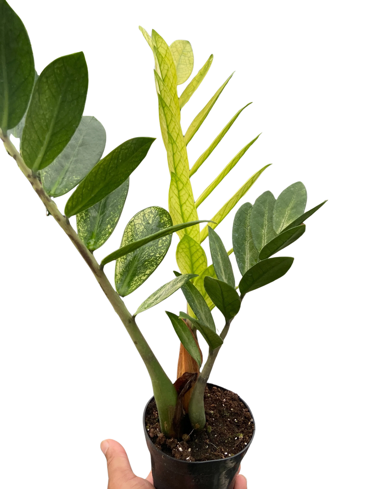 Zamioculcas 'Chameleon'-American Plant Supply