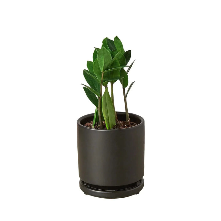 Zamioculcas Zamiifolia ZZ-Default-4" Pot-Black Cylinder-American Plant Supply