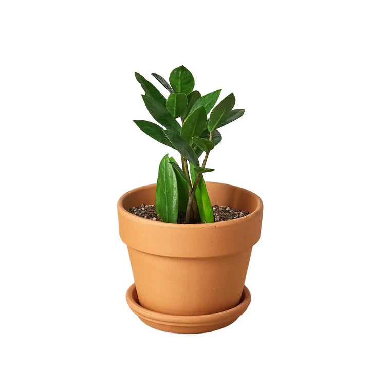 Zamioculcas Zamiifolia ZZ-Default-4" Pot-Terra Cotta Standard-American Plant Supply