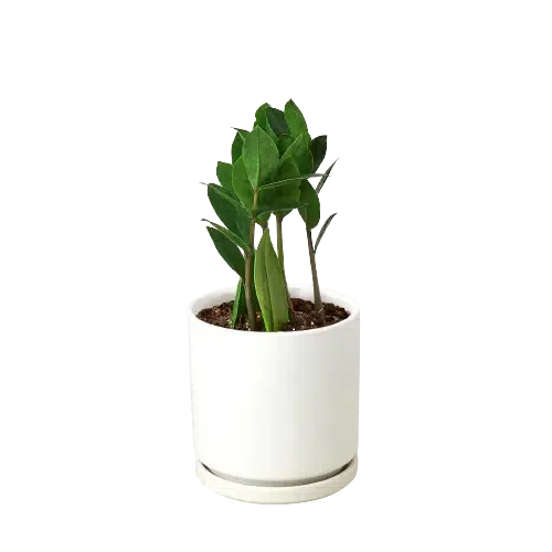 Zamioculcas Zamiifolia ZZ-Default-4" Pot-White Cylinder-American Plant Supply