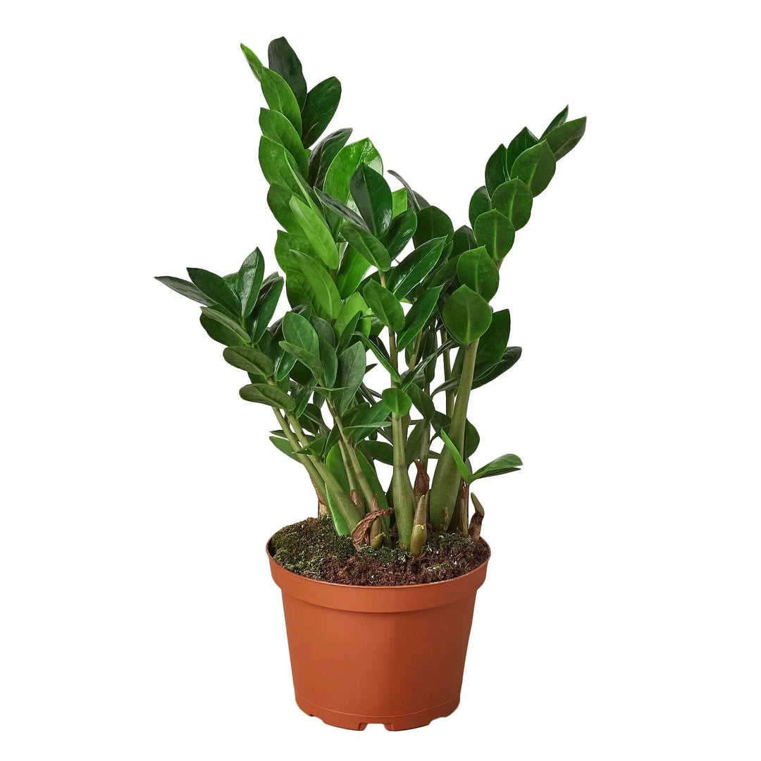 Zamioculcas Zamiifolia ZZ-Default-American Plant Supply