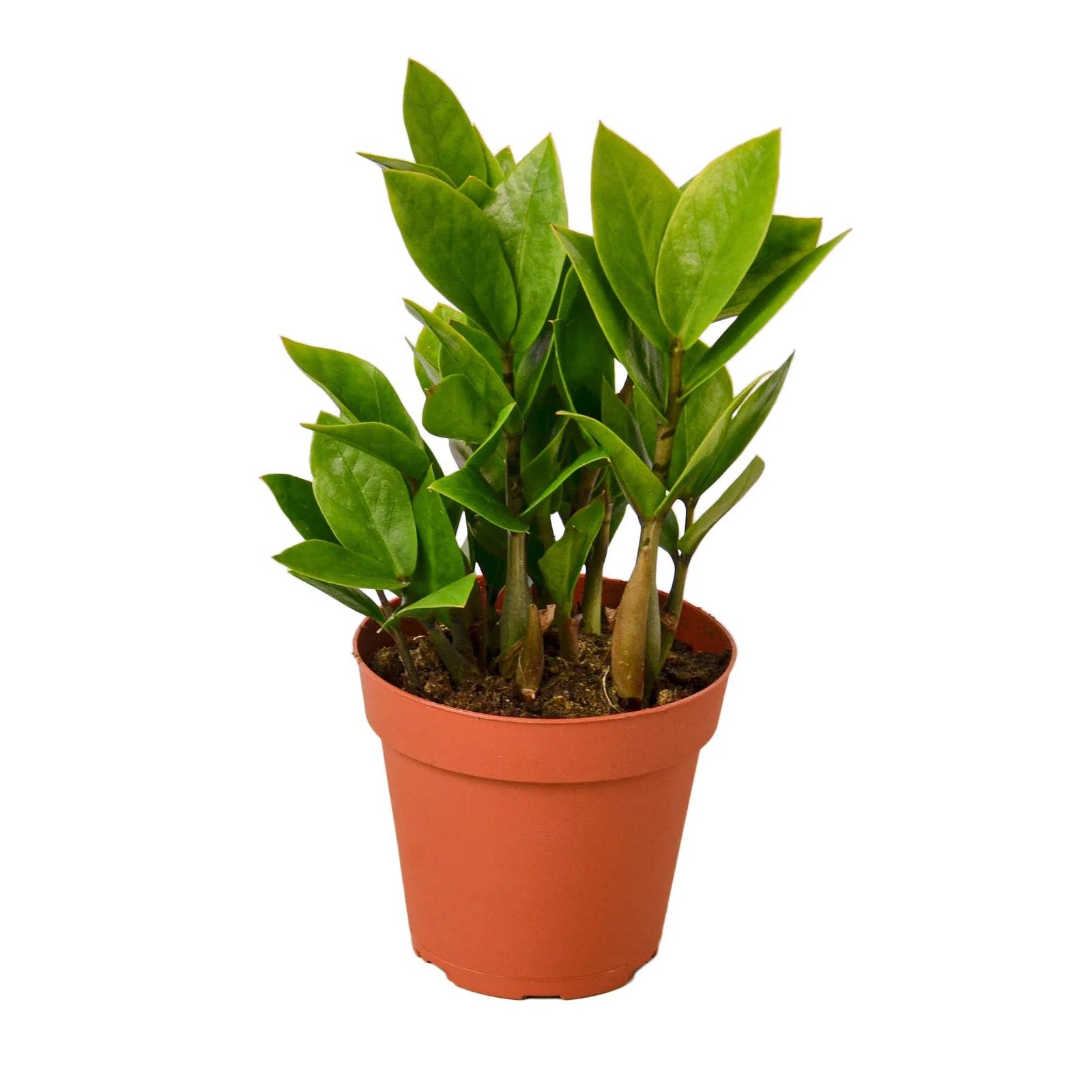 Zamioculcas Zamiifolia ZZ-Default-American Plant Supply