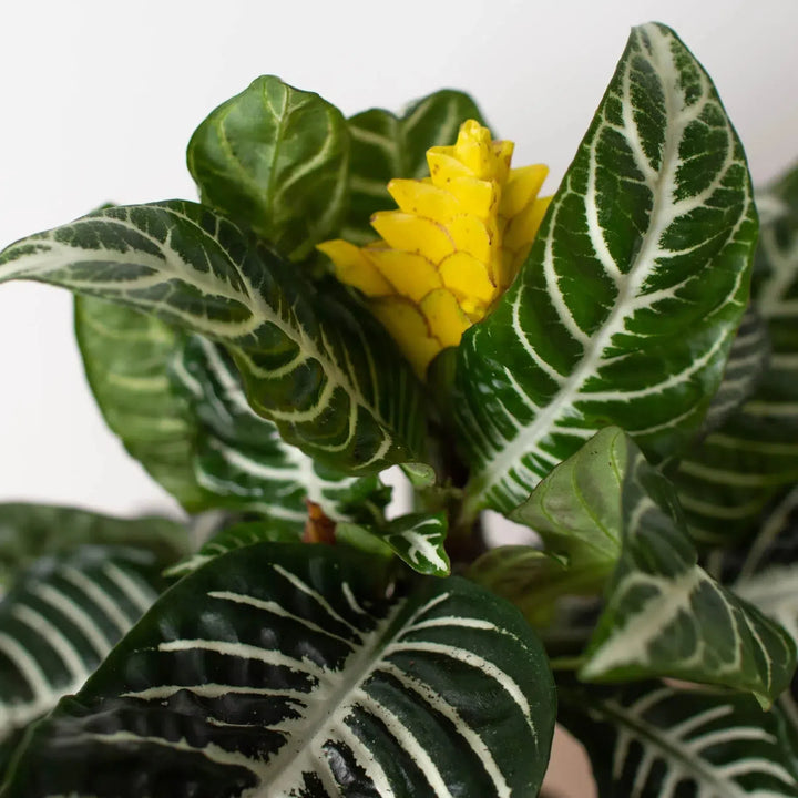 Zebra 'Aphelandra'-Indoor Plants-American Plant Supply