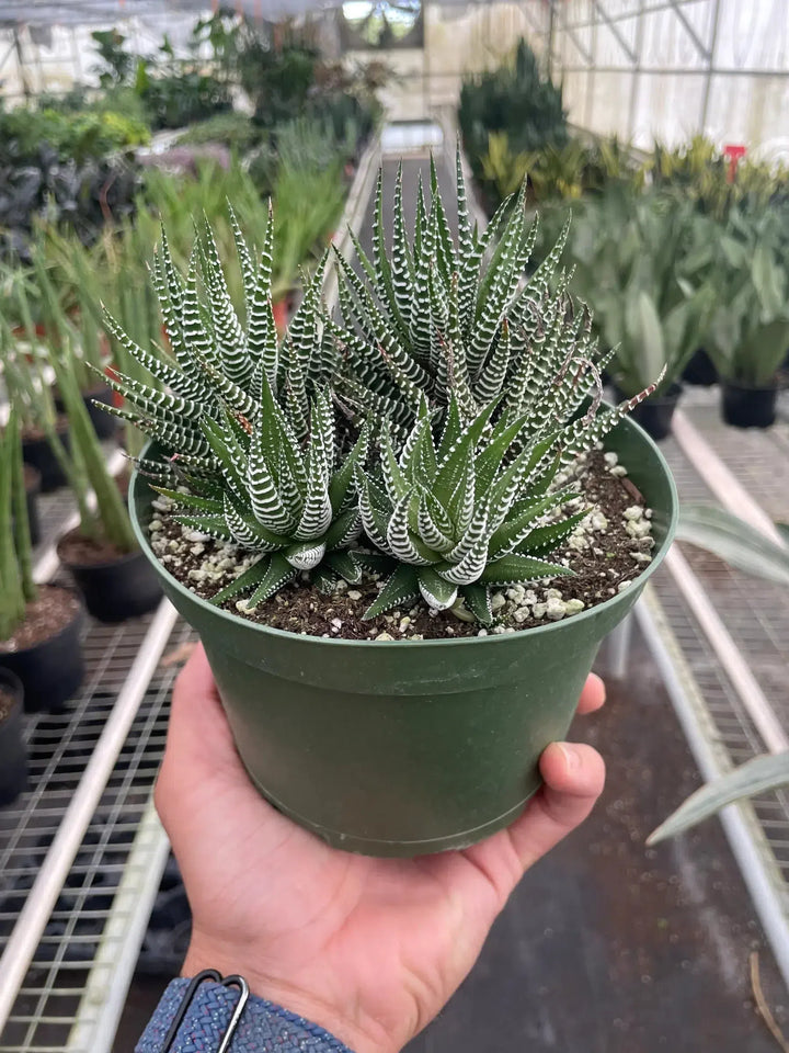 Zebra Succulent-Succulent-American Plant Supply