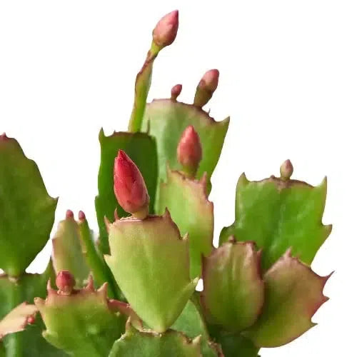 Zygocactus 'Christmas Cactus'-American Plant Supply