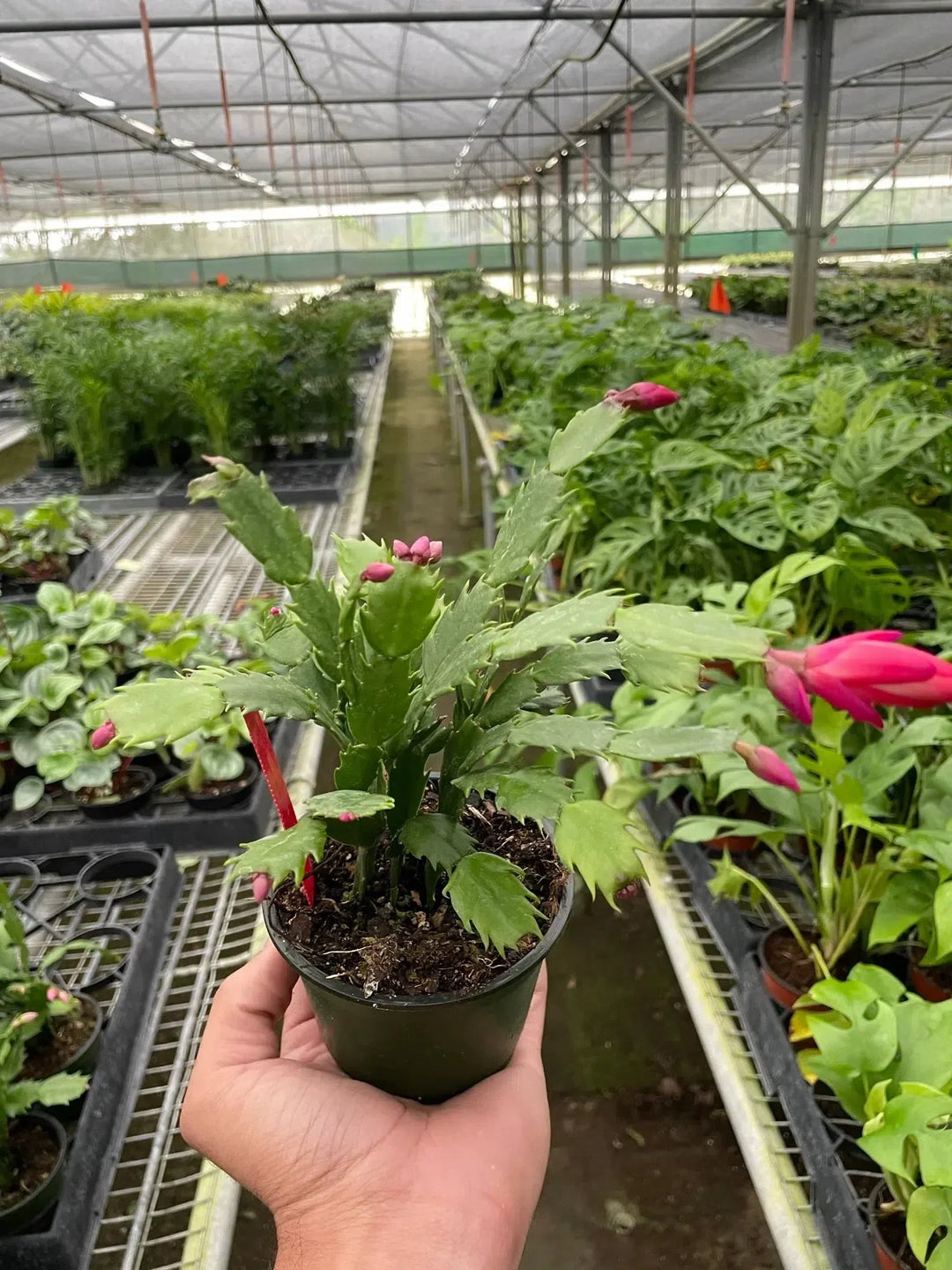 Zygocactus 'Christmas Cactus'-American Plant Supply