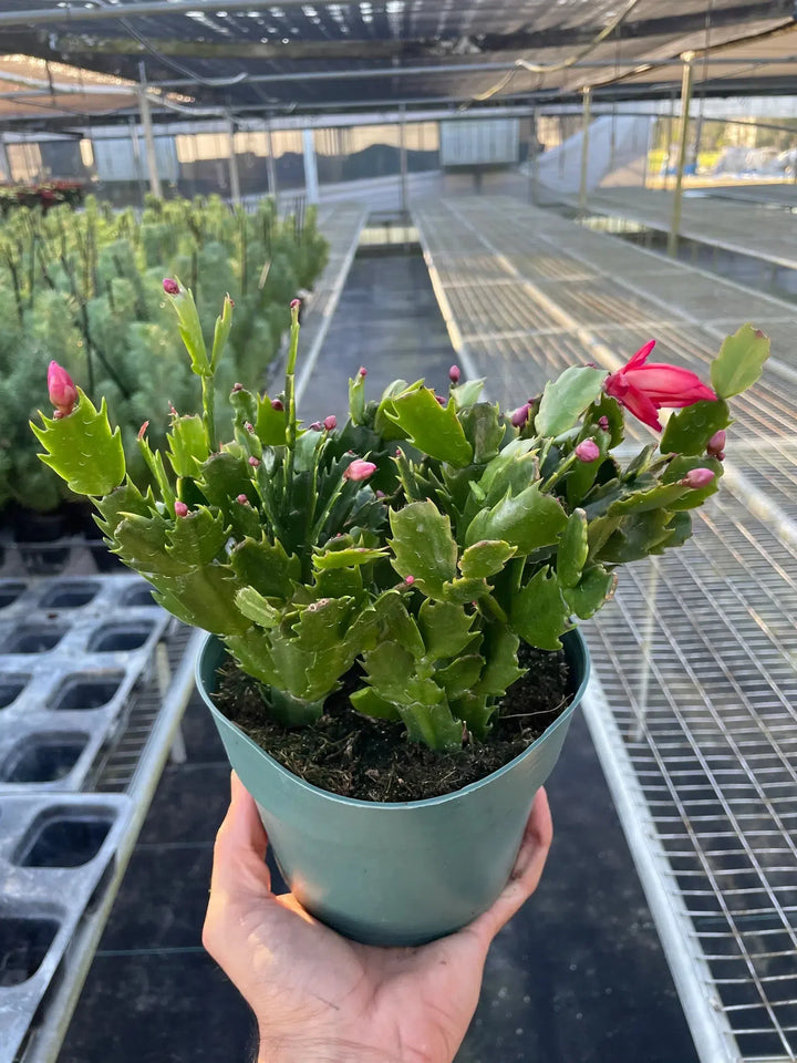 Zygocactus 'Christmas Cactus'-American Plant Supply