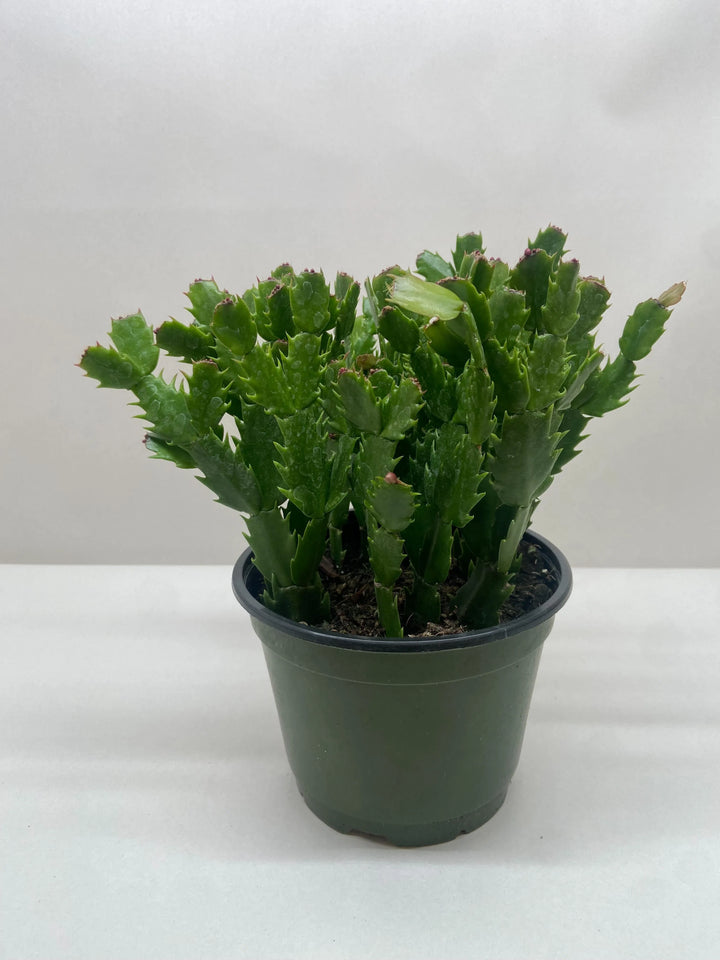 Zygocactus 'Christmas Cactus'-American Plant Supply