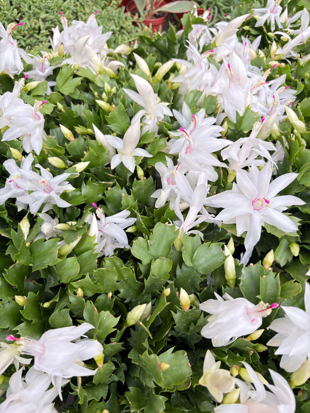 Zygocactus 'Christmas Cactus'-American Plant Supply