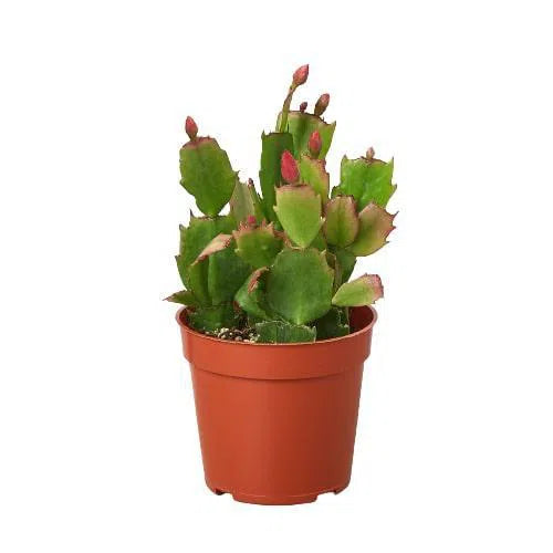 Zygocactus 'Christmas Cactus'-American Plant Supply