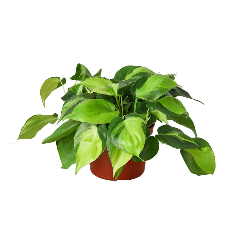 Philodendron &