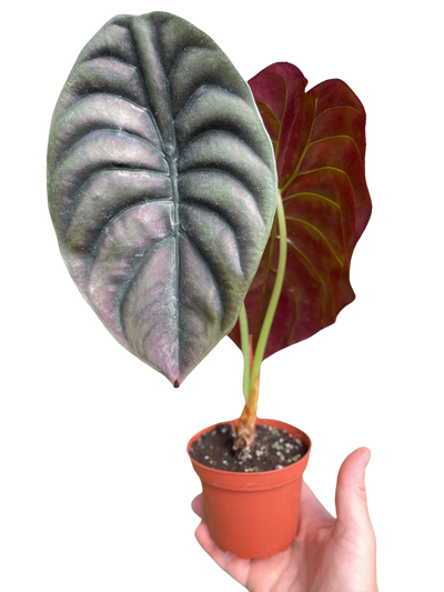 Alocasia 'Red Secret'