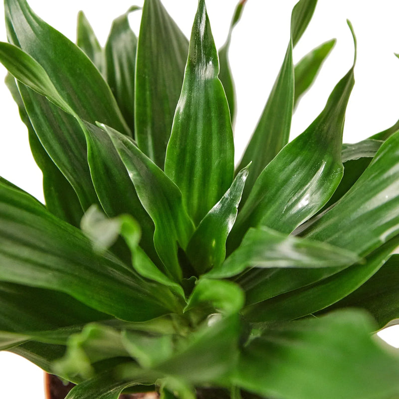 Dracaena &