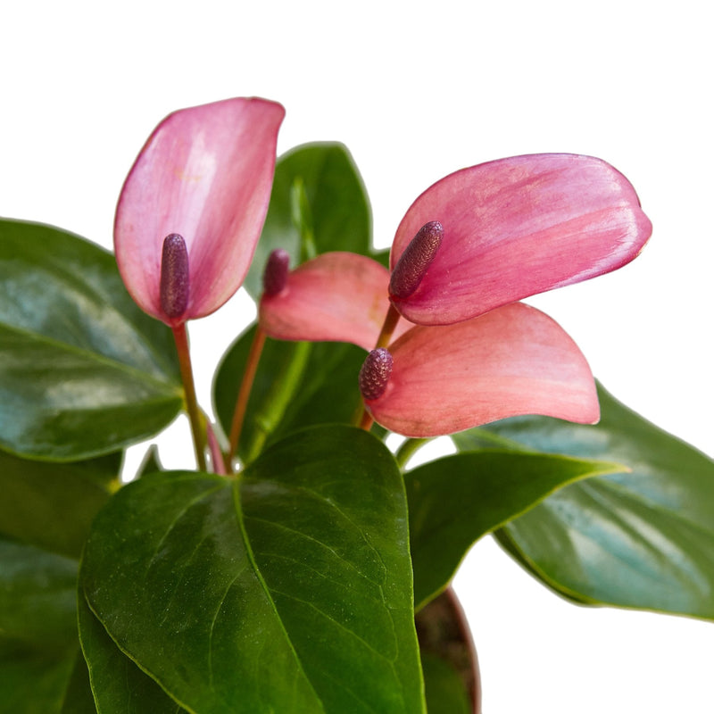 Anthurium &