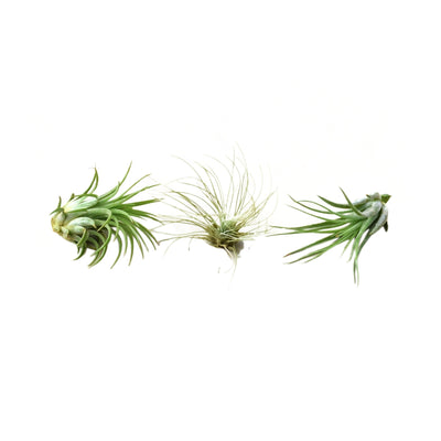 Air Plant 3 Pack - Three Air Plant Varieties - 2"-3" Large