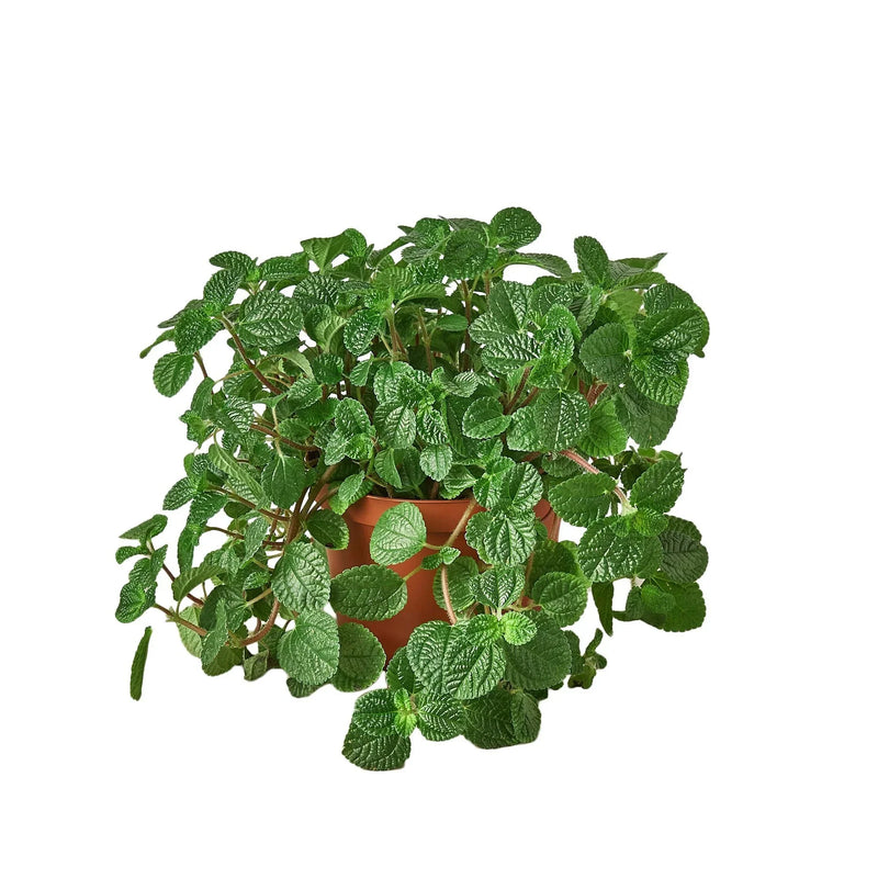 Pilea &