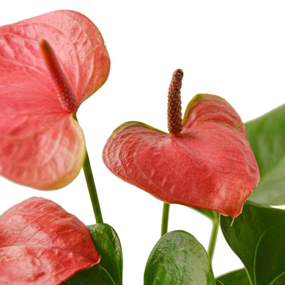 Anthurium 'Pink'