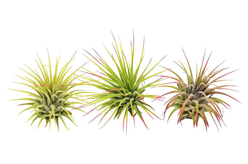 3 Ionantha Guatemala Air Plants / Blooms