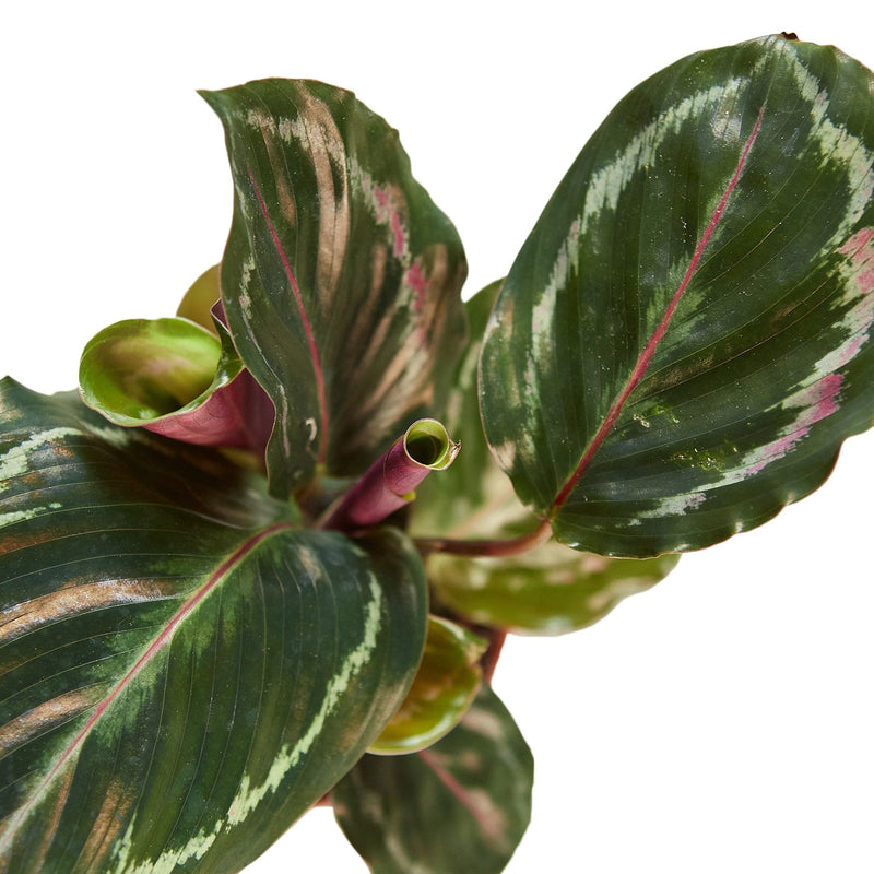 Calathea Roseopicta &