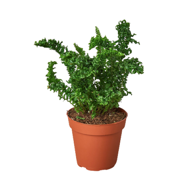 'Emina' Fern - 4" Pot