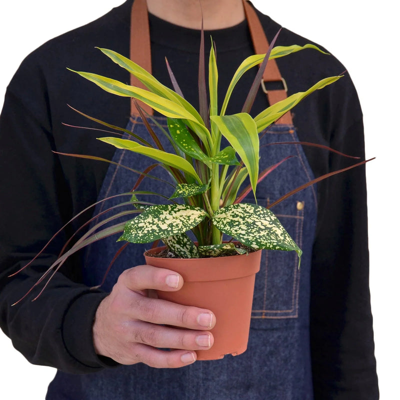 Dracaena &