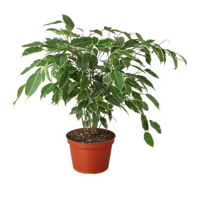 Ficus 'Breeze' - 6" Pot