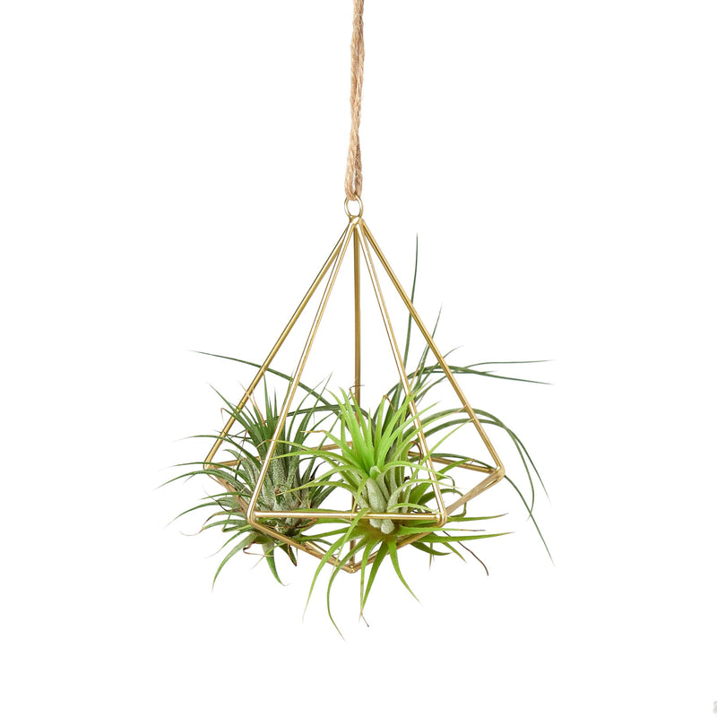 Air Plant Display Hanger - Brass