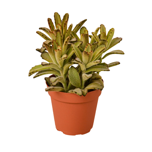 Kalanchoe Tomentosa &