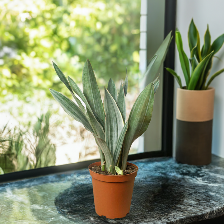 Snake Plant 'Sayuri'