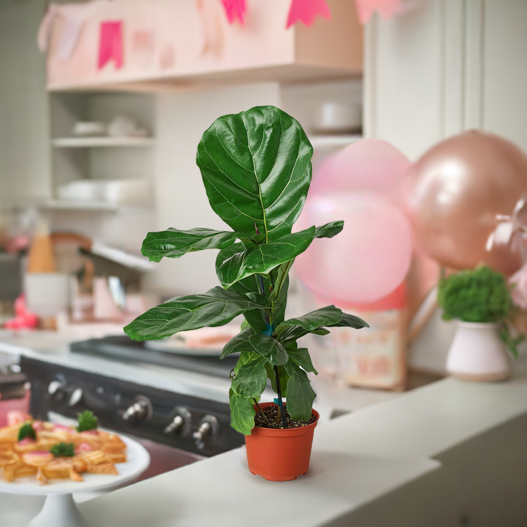 Ficus Lyrata 'Fiddle Leaf Fig'