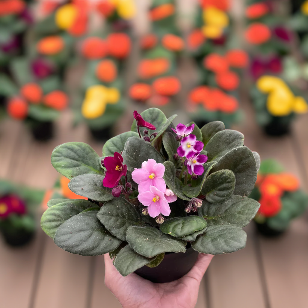 African Violet