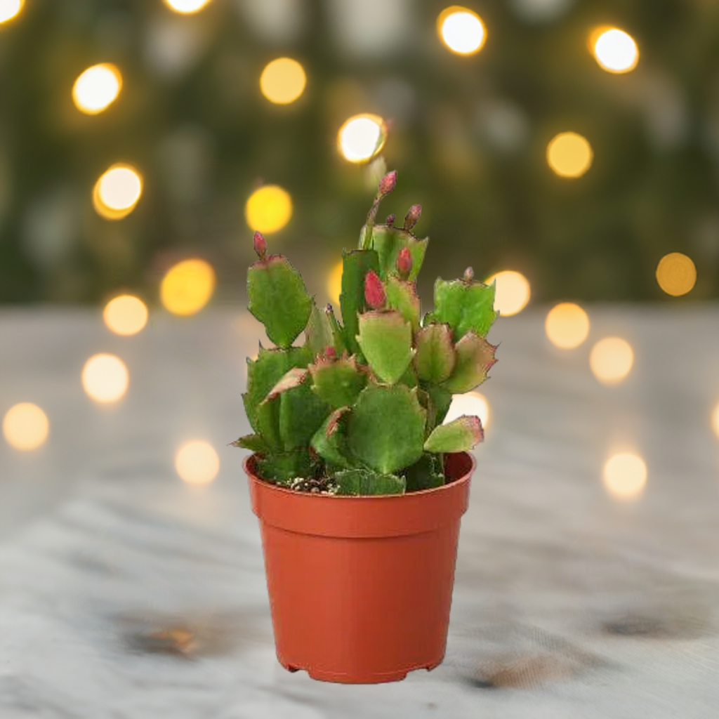 Zygocactus 'Christmas Cactus'