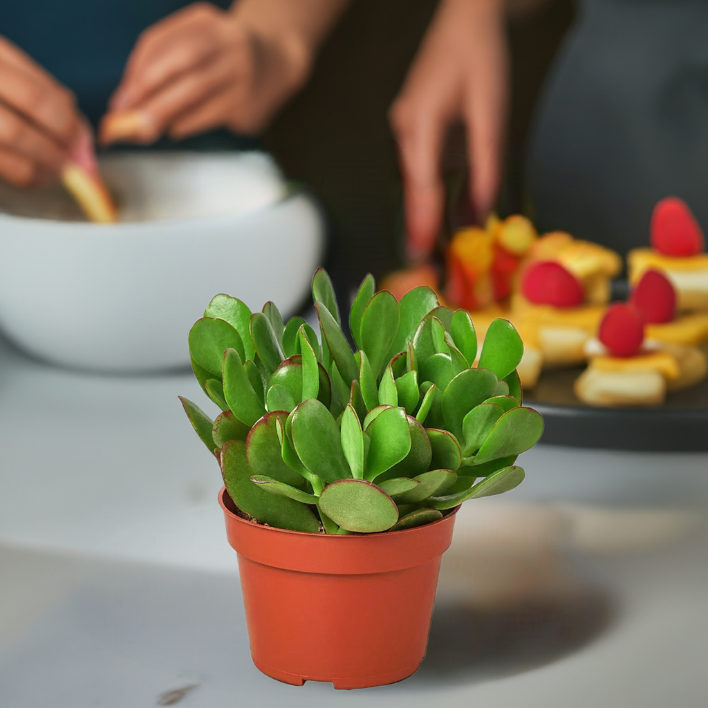 Succulent Crassula 'Jade'