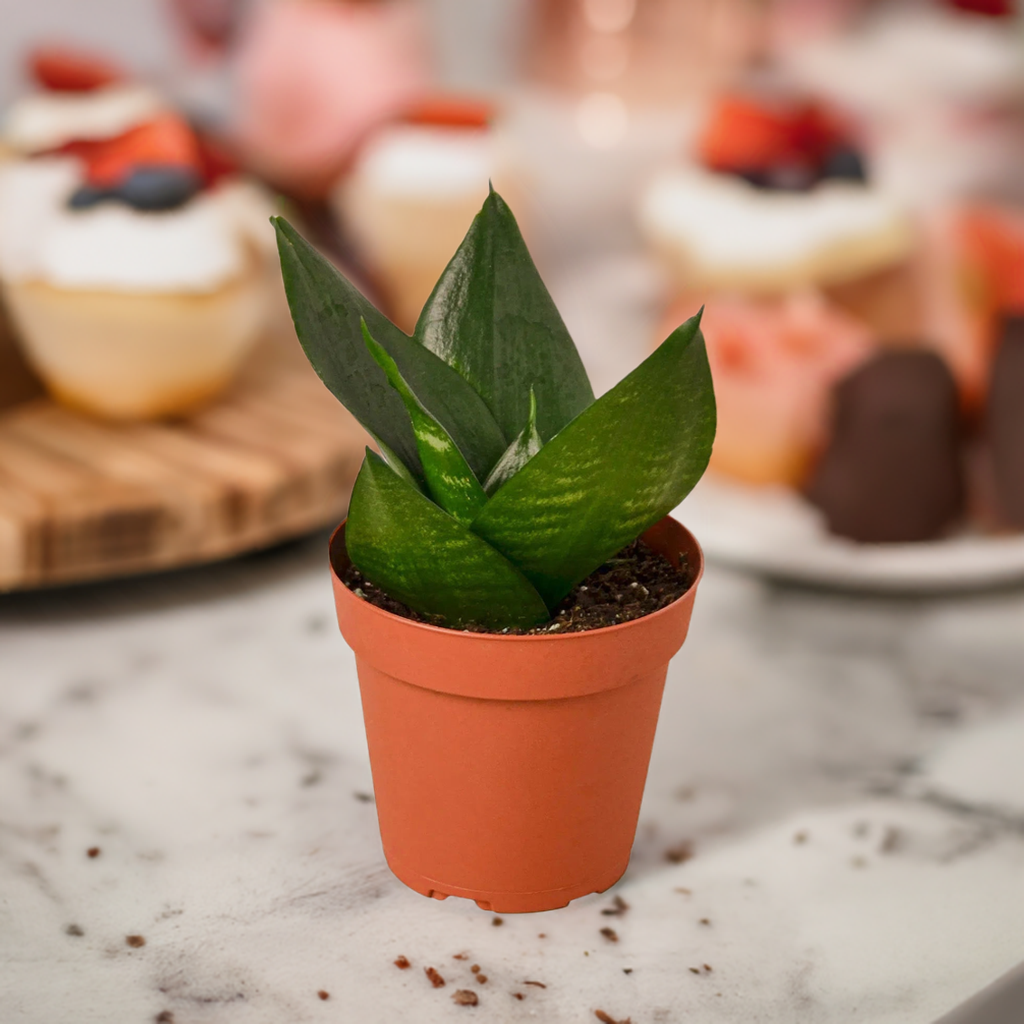 Snake Plant Jade