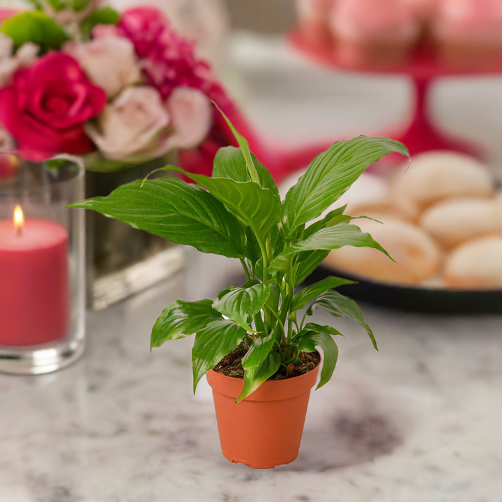 Spathiphyllum 'Peace Lily'