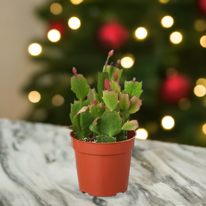 Zygocactus 'Christmas Cactus'