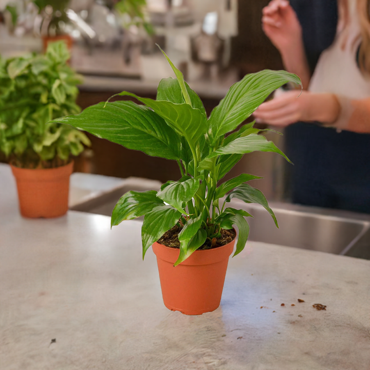 Spathiphyllum 'Peace Lily'