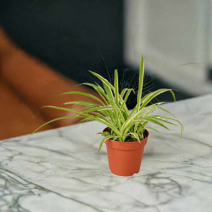 Spider Plant Reverse