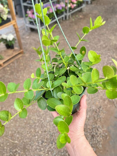 Hoya Cumingiana