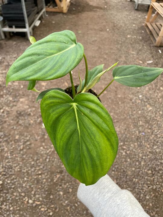 Philodendron &