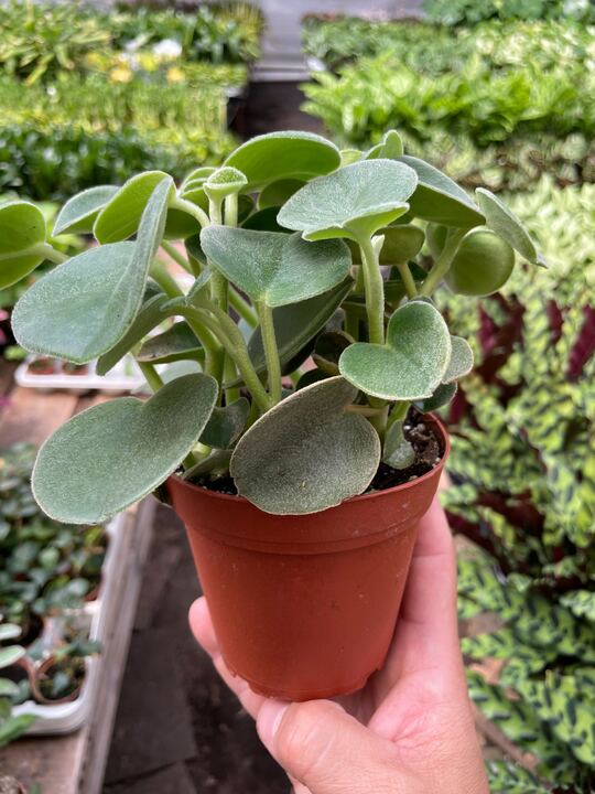 Peperomia &